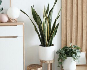Plants & Living